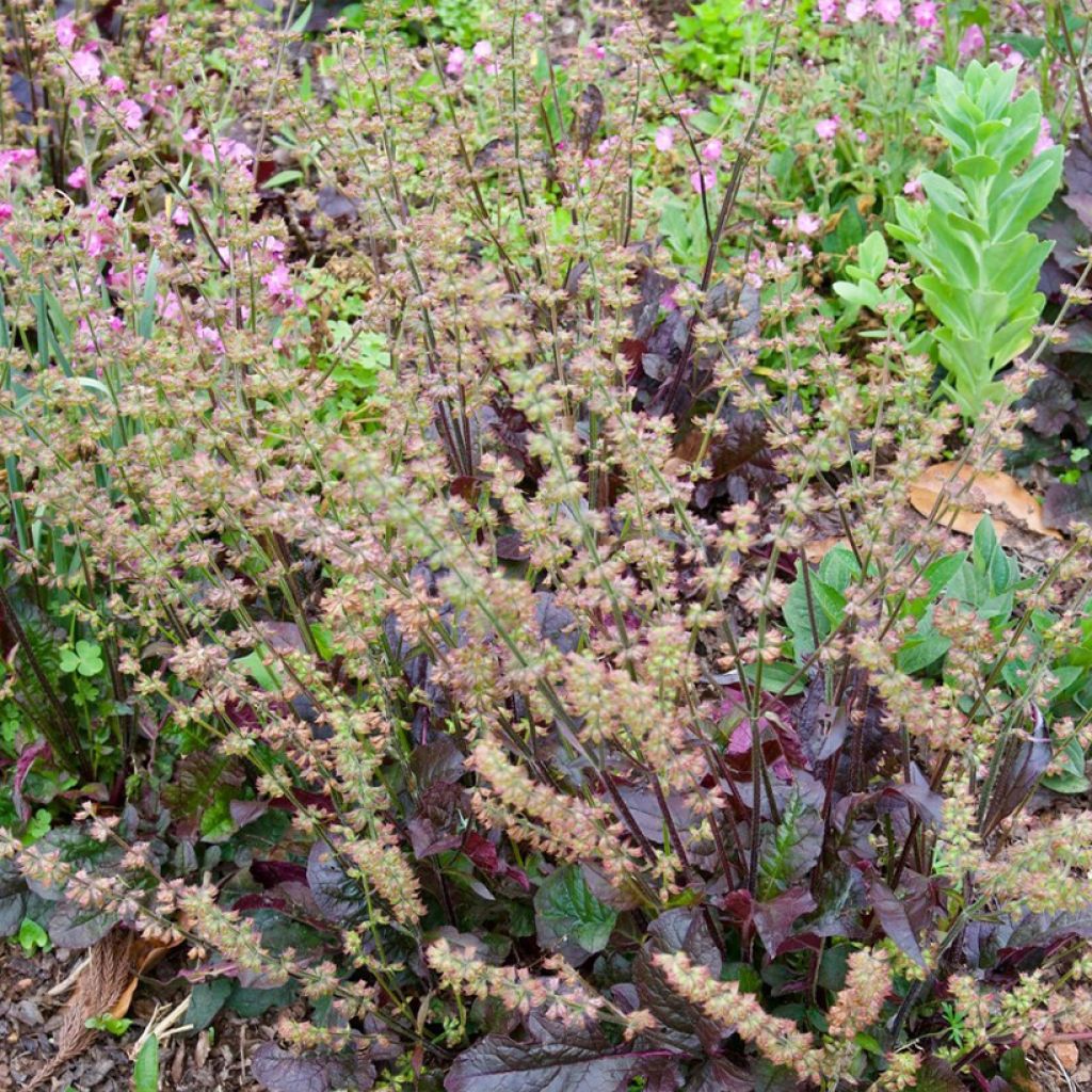 Salvia lyrata Purple Knockout