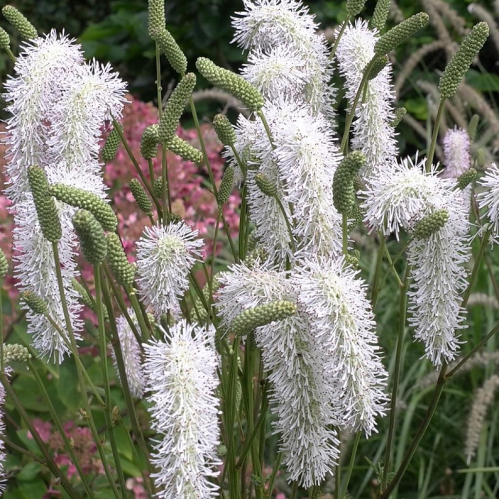 Sanguisorba hakusanensis White Brushes - Sanguisorbe, Poterium, Pimprenelle des montagnes coréennes