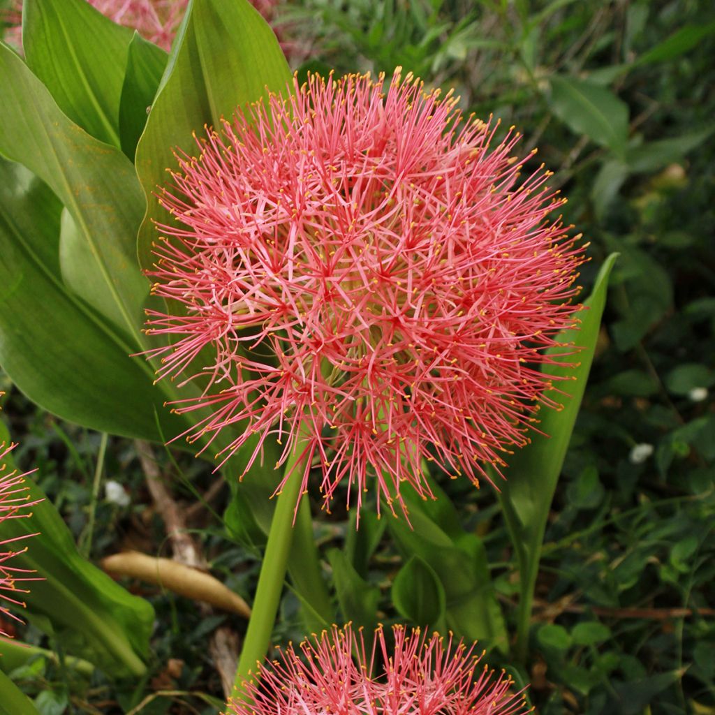 Scadoxus o Haemanthus multiflorus