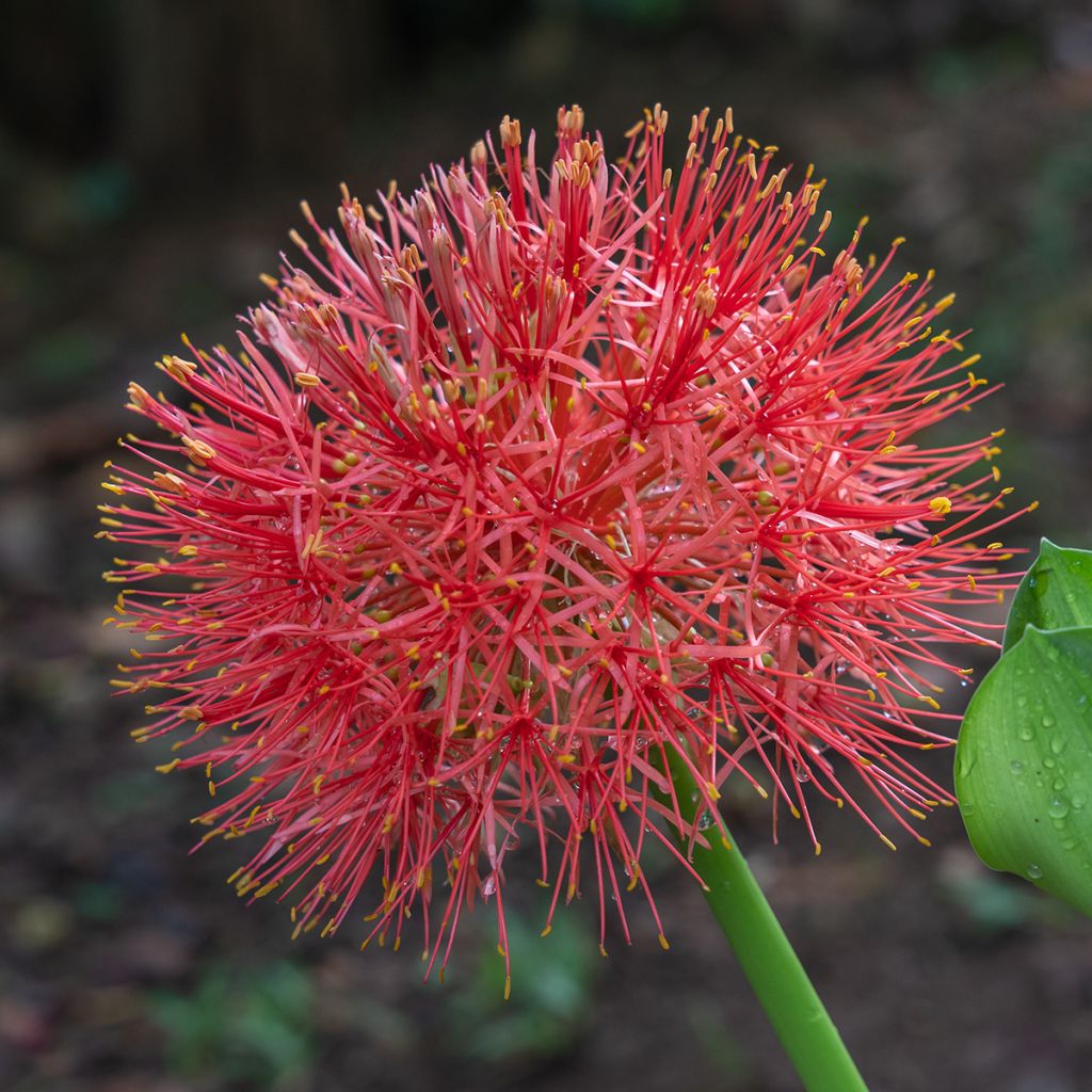 Scadoxus o Haemanthus multiflorus