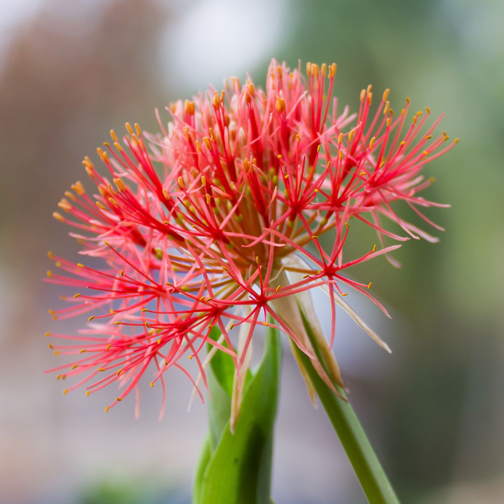 Scadoxus o Haemanthus multiflorus