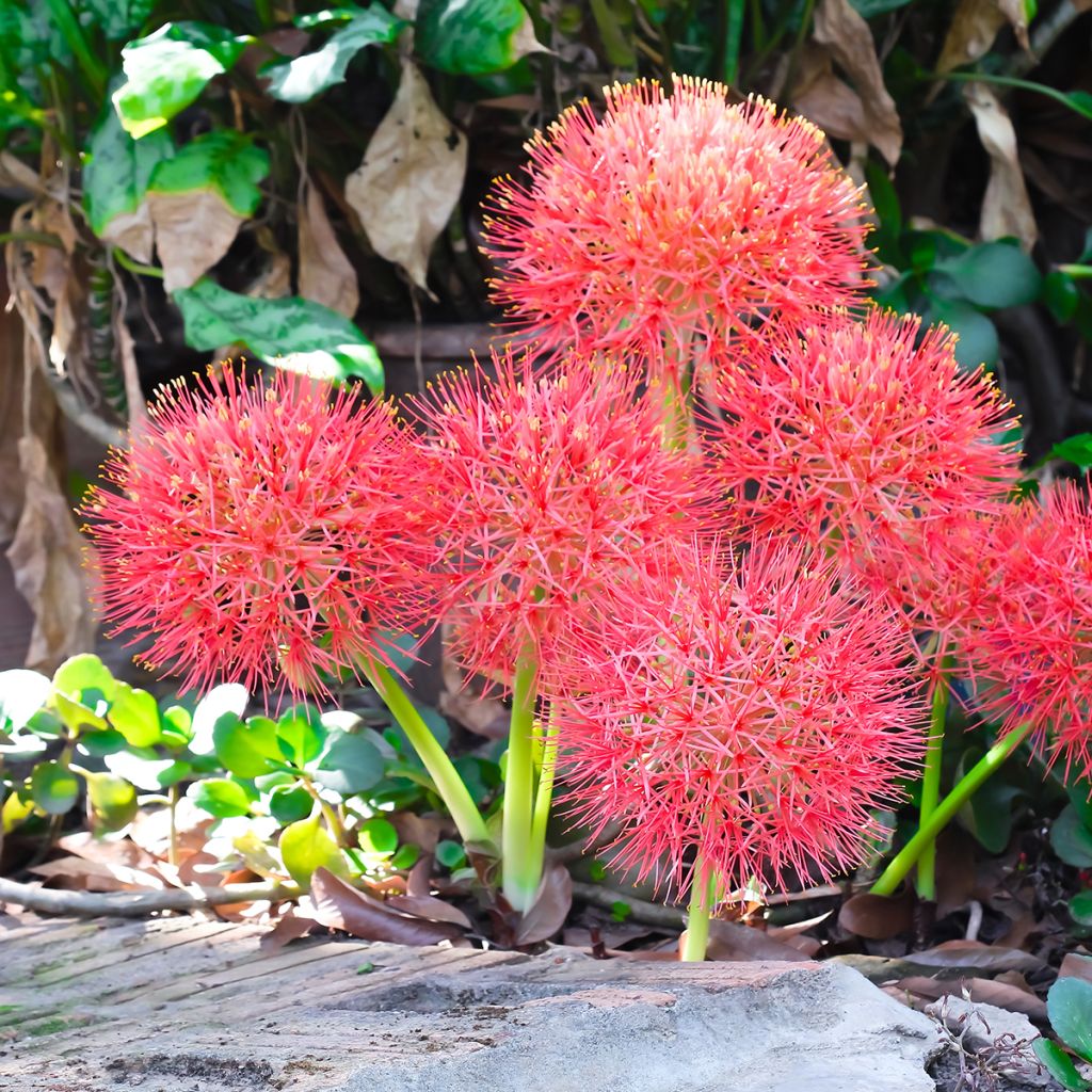 Scadoxus o Haemanthus multiflorus
