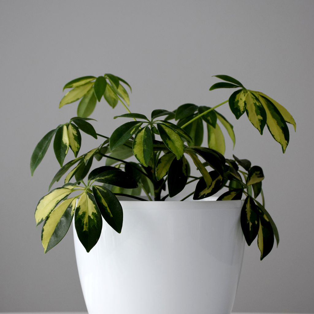 Cheflera - Schefflera Madame De Smet