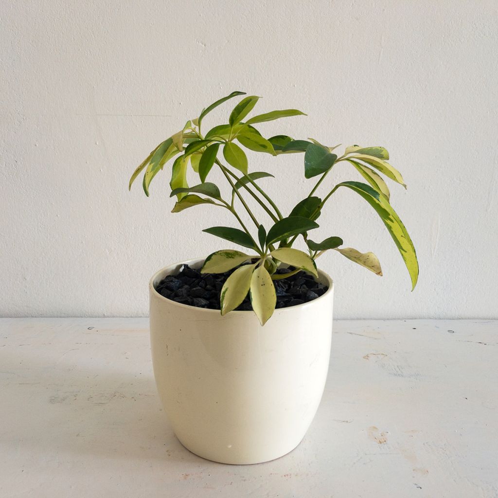Cheflera - Schefflera Madame De Smet