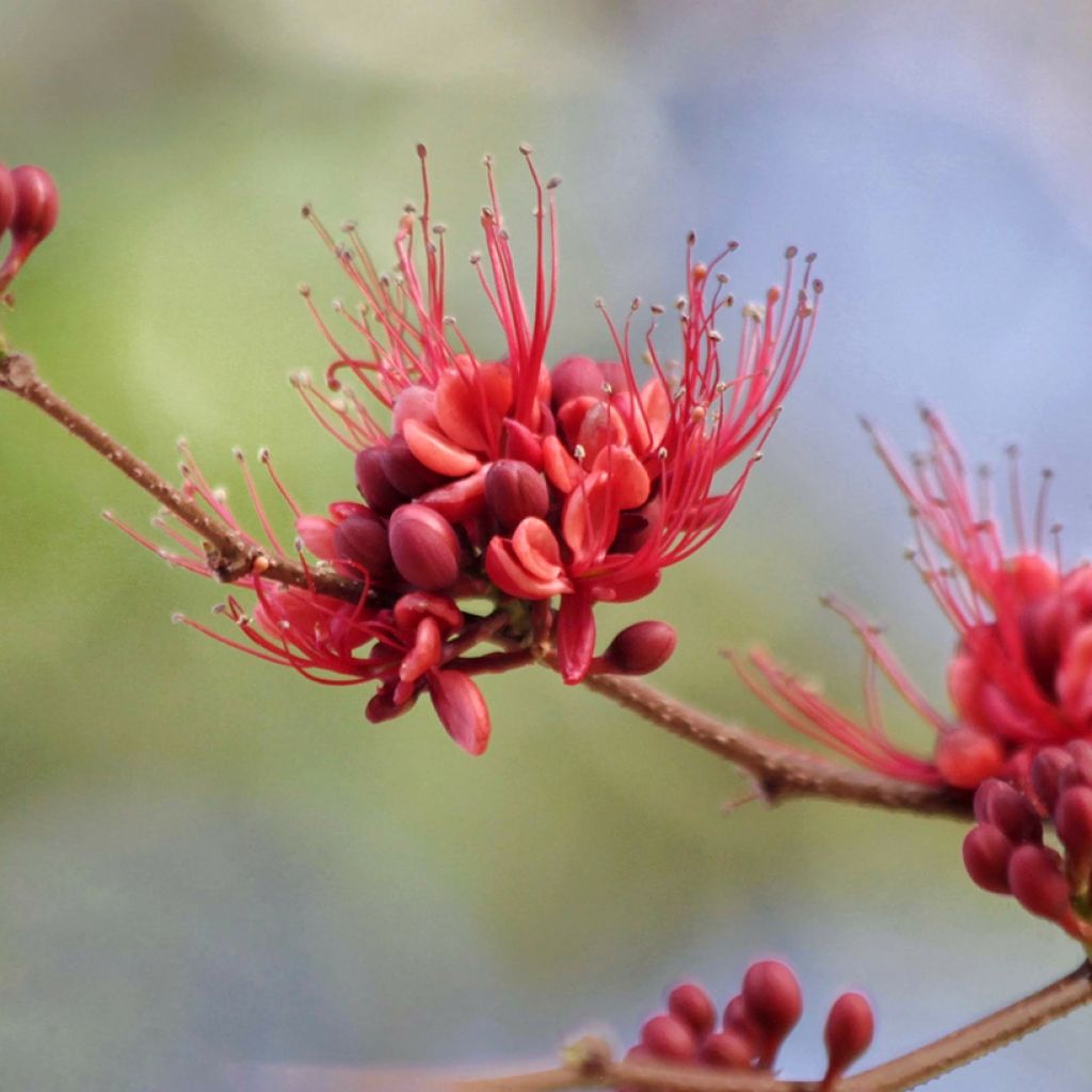 Schotia brachypetala - Haricot pleureur