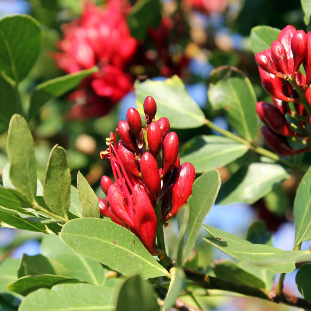 Schotia brachypetala - Haricot pleureur