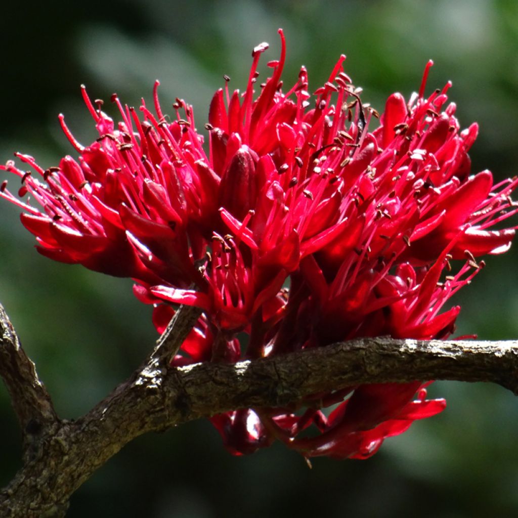 Schotia brachypetala - Haricot pleureur