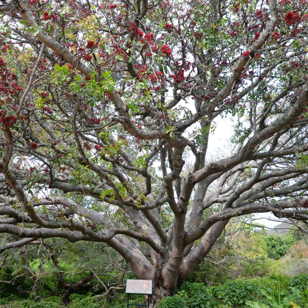 Schotia brachypetala - Haricot pleureur