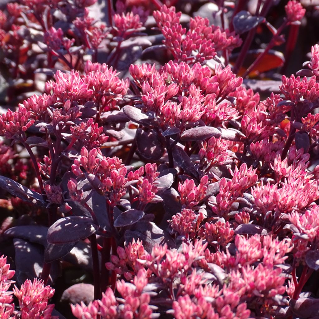 Sedum telephium Chocolate Cherry - Telefío