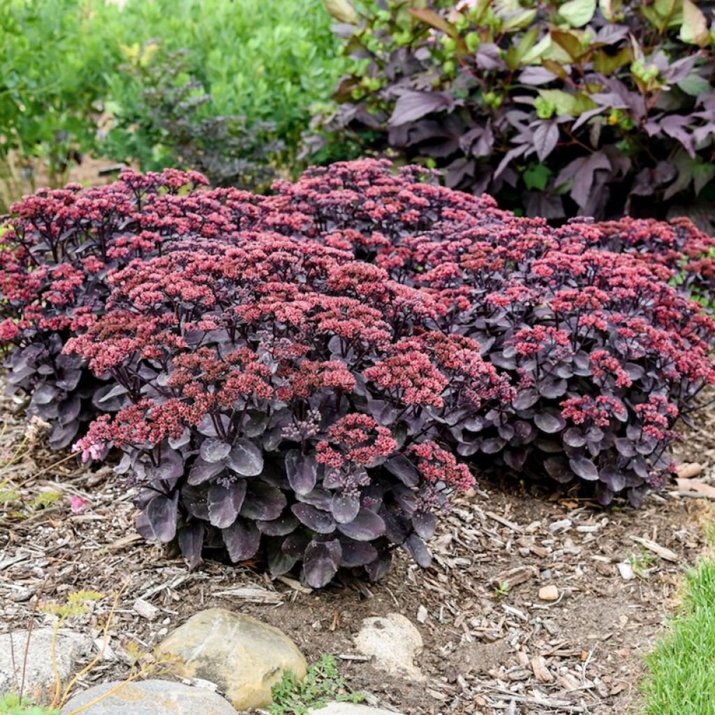 Sedum Back in Black - Orpin d'automne