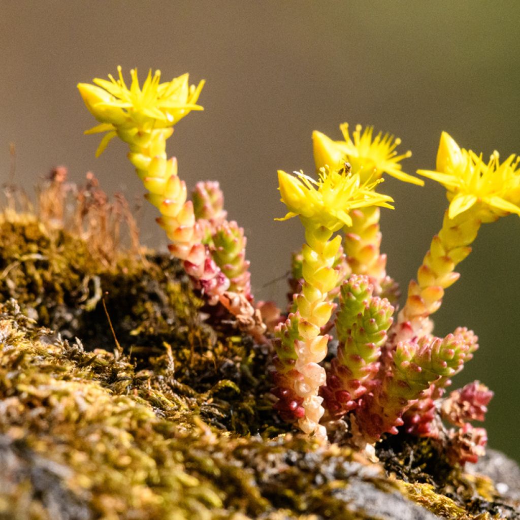 Sedum acre  - Orpin âcre, Poivre des murailles, Orpin brûlant