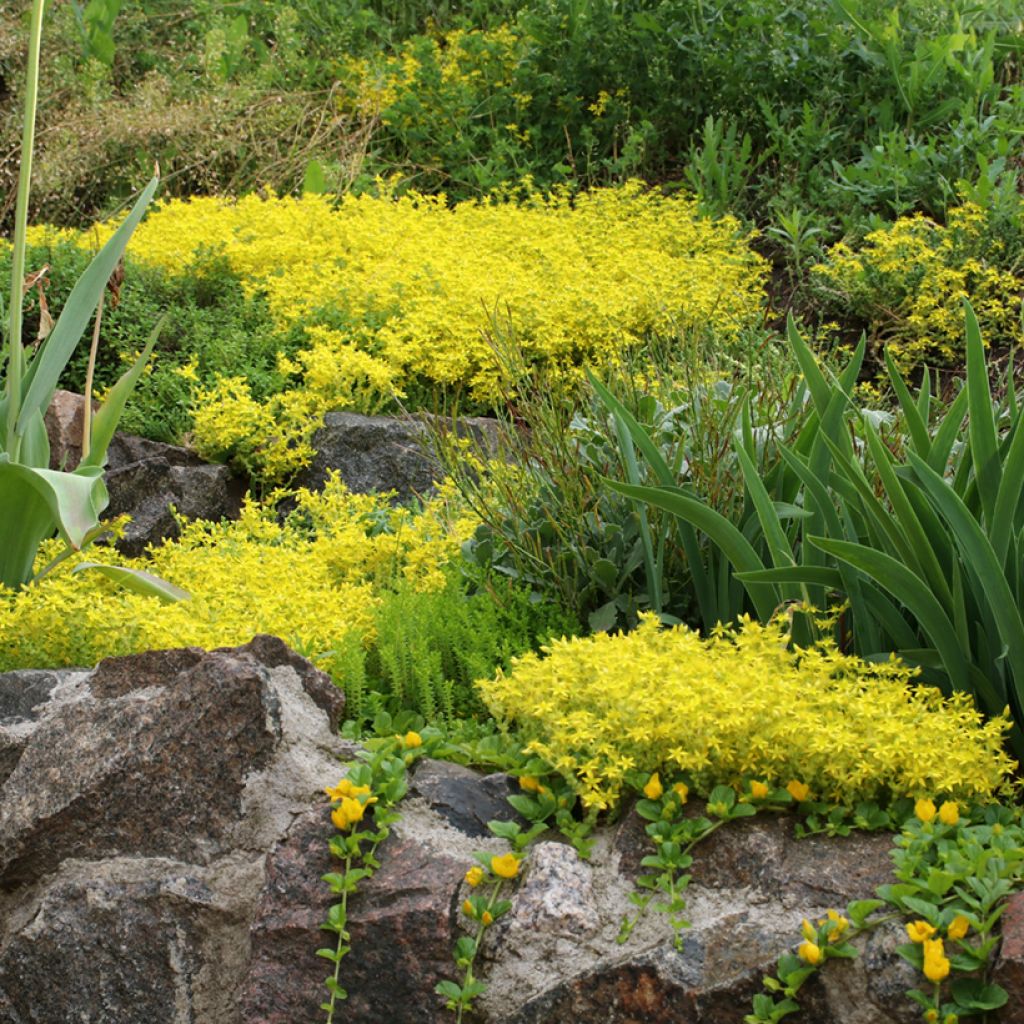Sedum acre  - Orpin âcre, Poivre des murailles, Orpin brûlant
