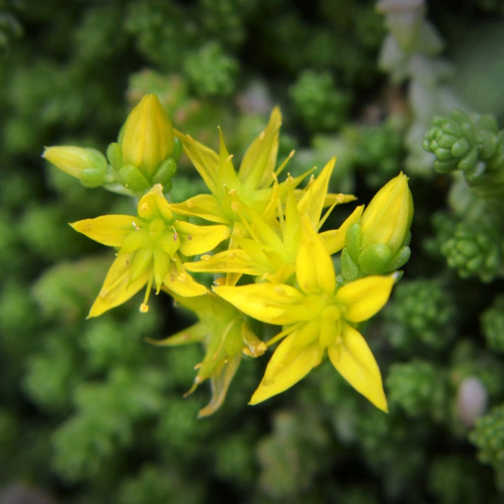 Sedum acre  - Orpin âcre, Poivre des murailles, Orpin brûlant