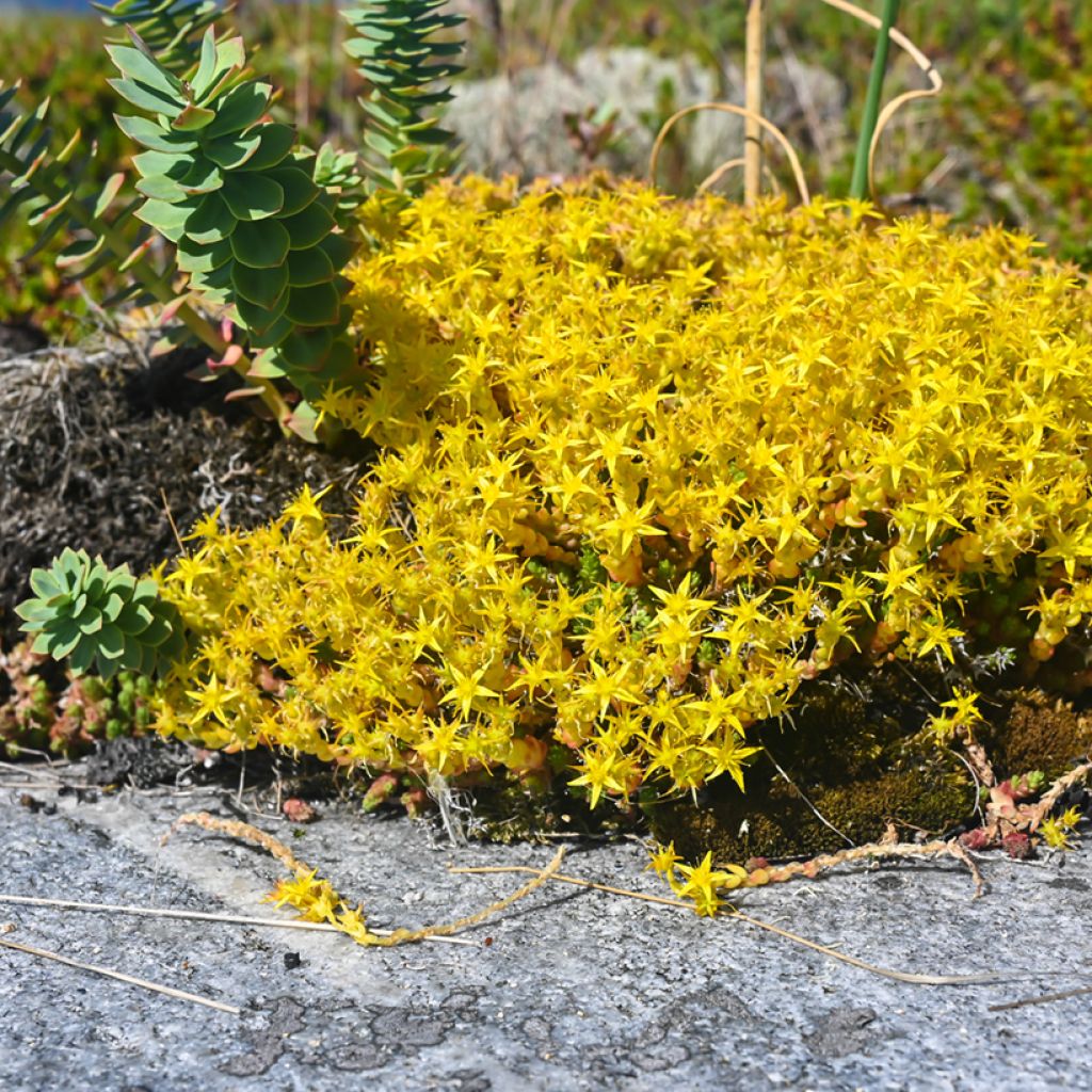 Sedum acre  - Orpin âcre, Poivre des murailles, Orpin brûlant