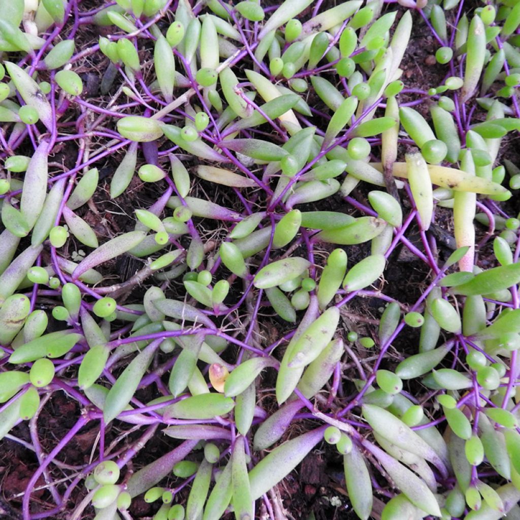 Senecio herreianus Purple Flush - Rosario planta