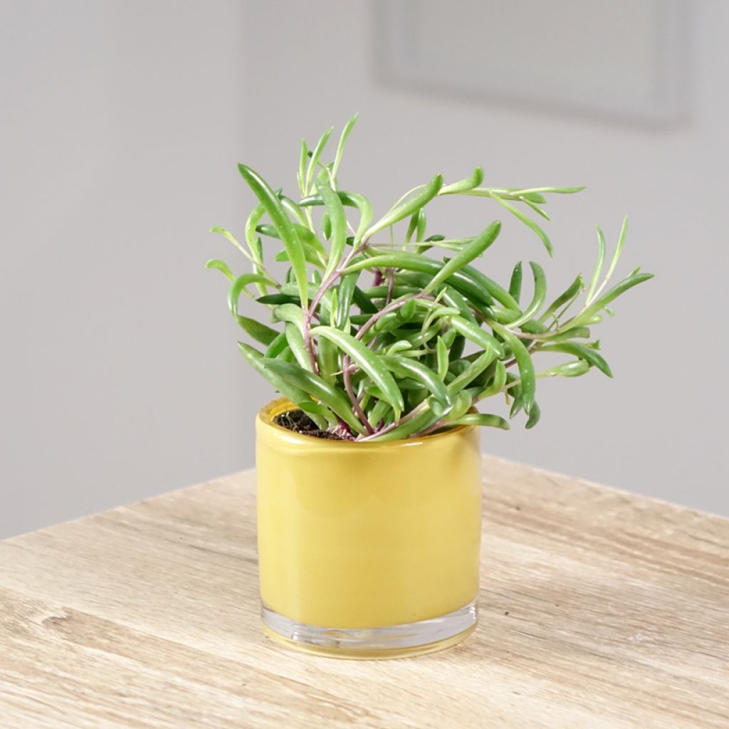 Senecio herreianus Purple Flush - Rosario planta
