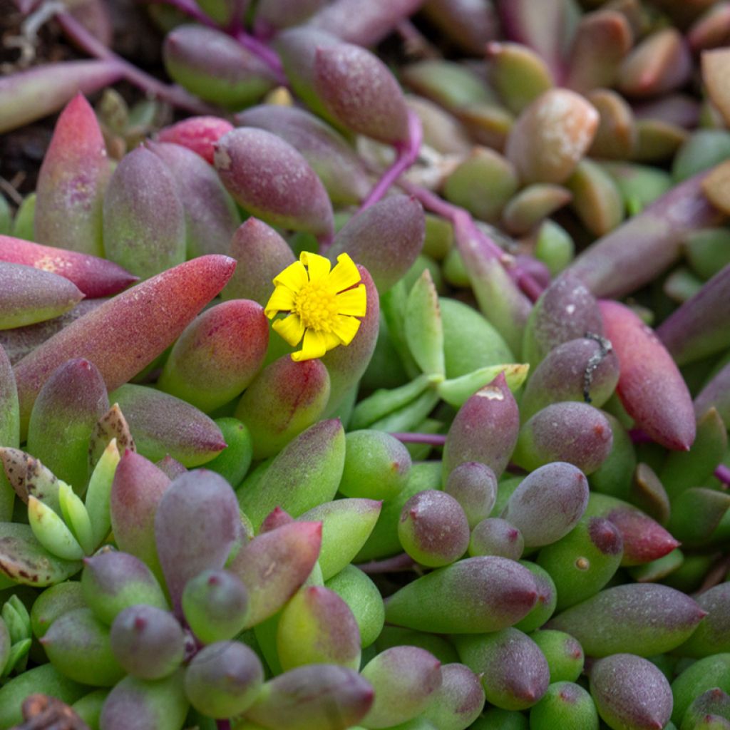 Senecio herreianus Purple Flush - Rosario planta