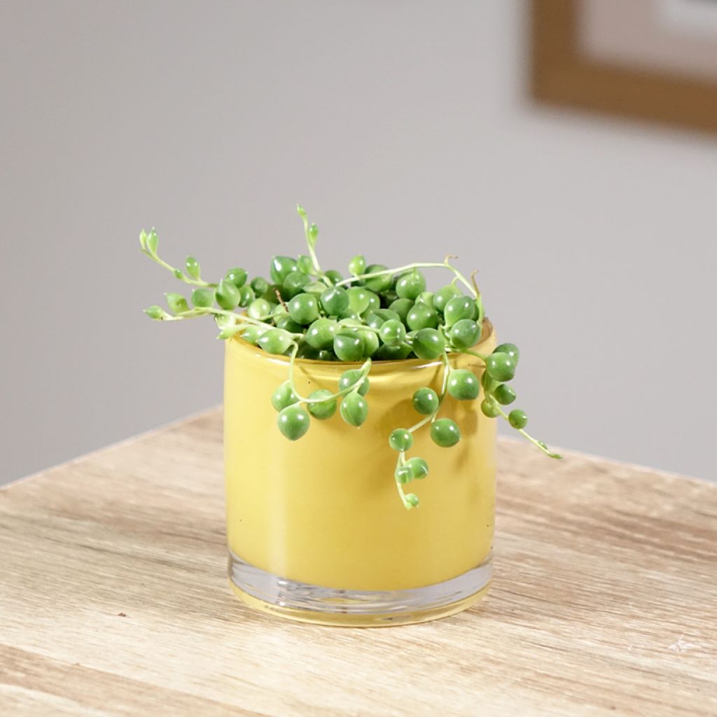Senecio herreianus - Rosario planta