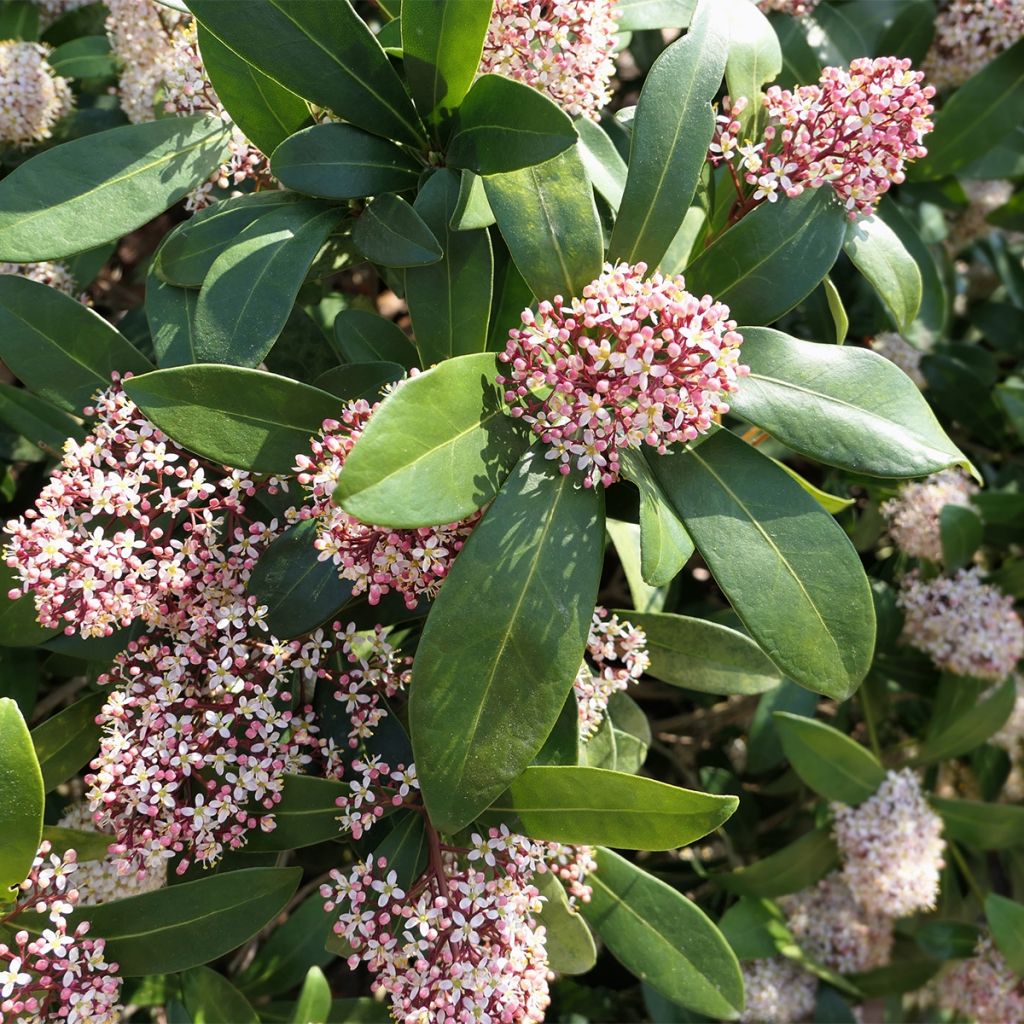 Skimmia japonica Godrie's Dwarf - Esquimia