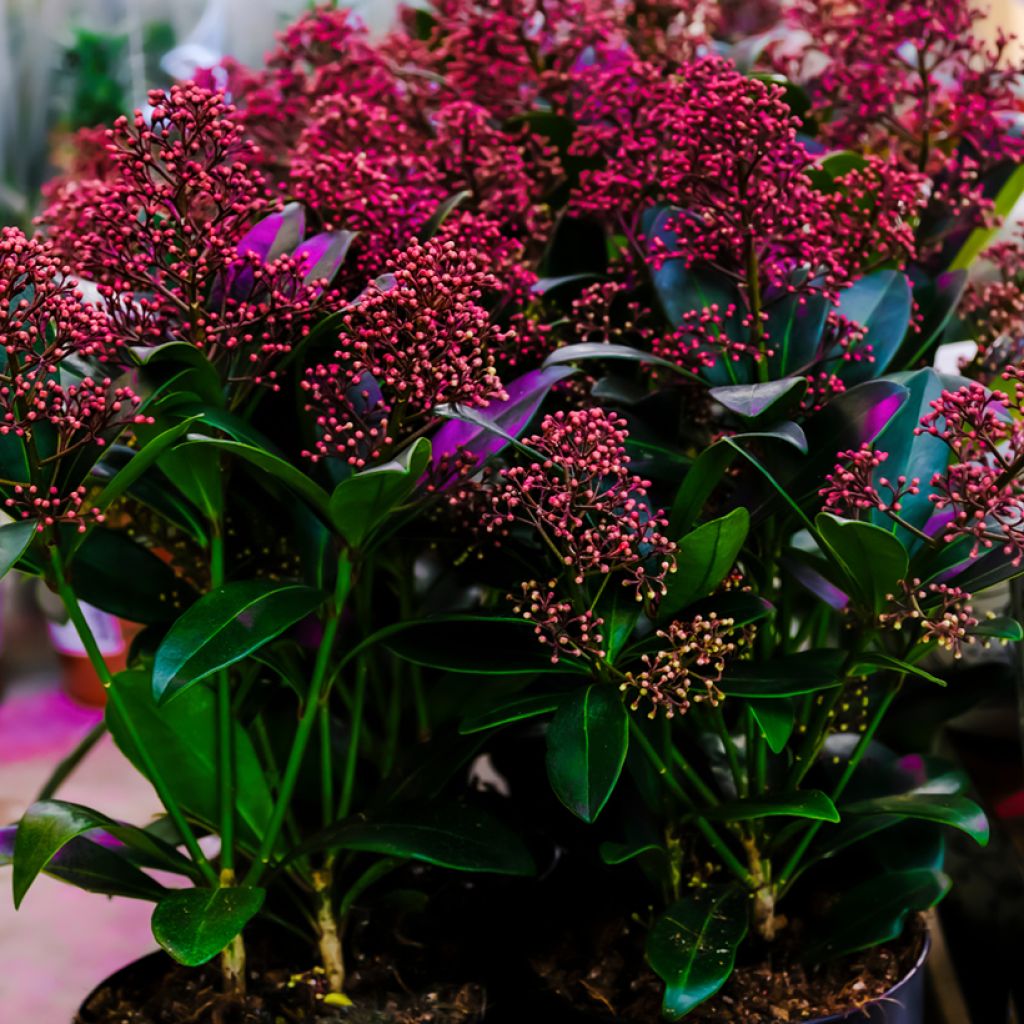 Skimmia japonica Pabella - Esquimia