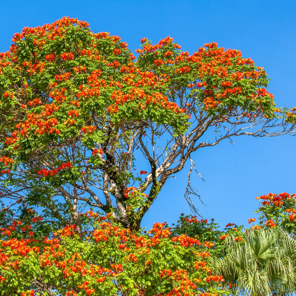 Spathodea campanulata - Tulipier du Gabon