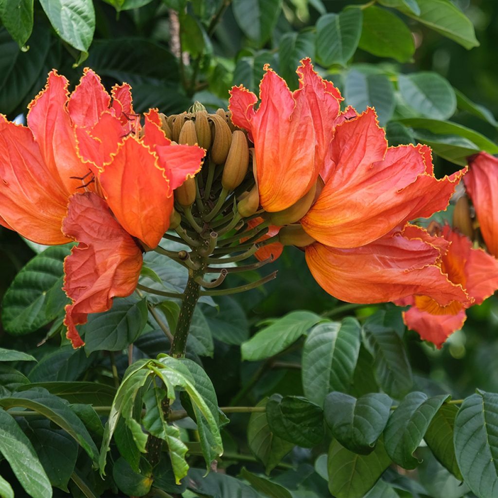 Spathodea campanulata - Tulipier du Gabon