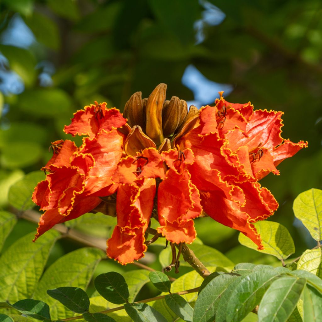 Spathodea campanulata - Tulipier du Gabon