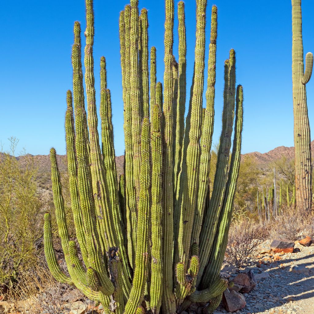 Stenocereus thurberi