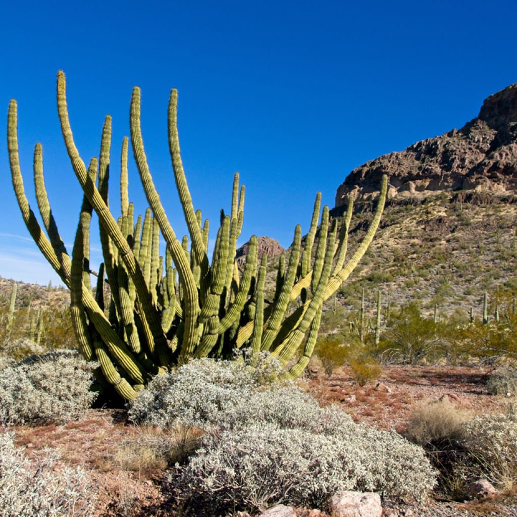 Stenocereus thurberi