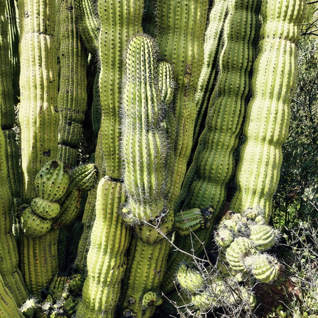 Stenocereus thurberi
