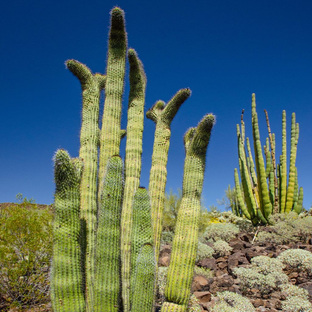 Stenocereus thurberi