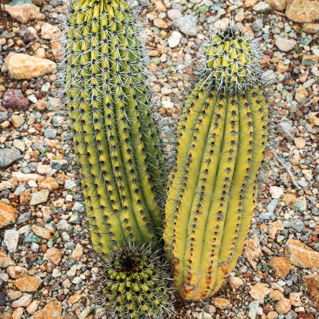 Stenocereus thurberi