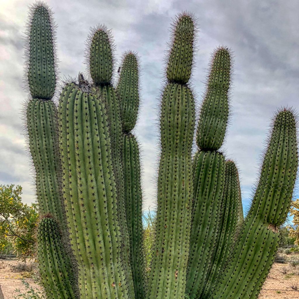 Stenocereus thurberi