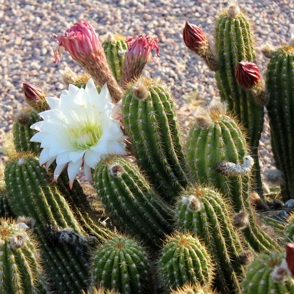 Stenocereus thurberi