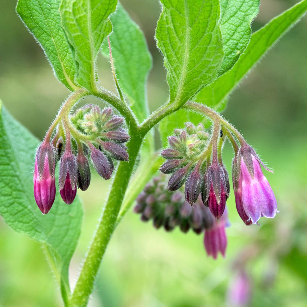 Consuelda (semillas) - Symphytum officinale