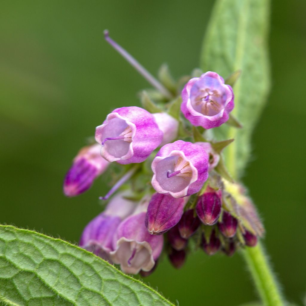 Consuelda (semillas) - Symphytum officinale