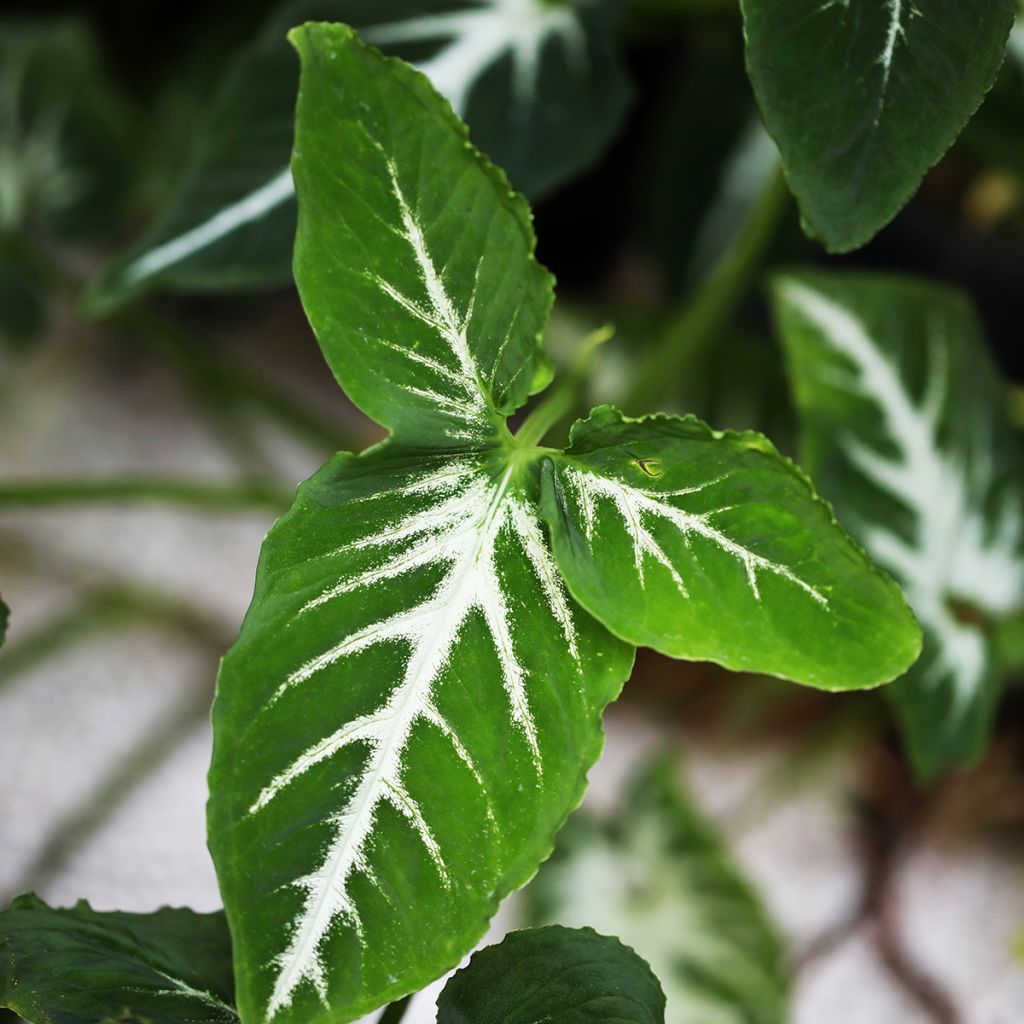 Syngonium wendlandii - Singonio