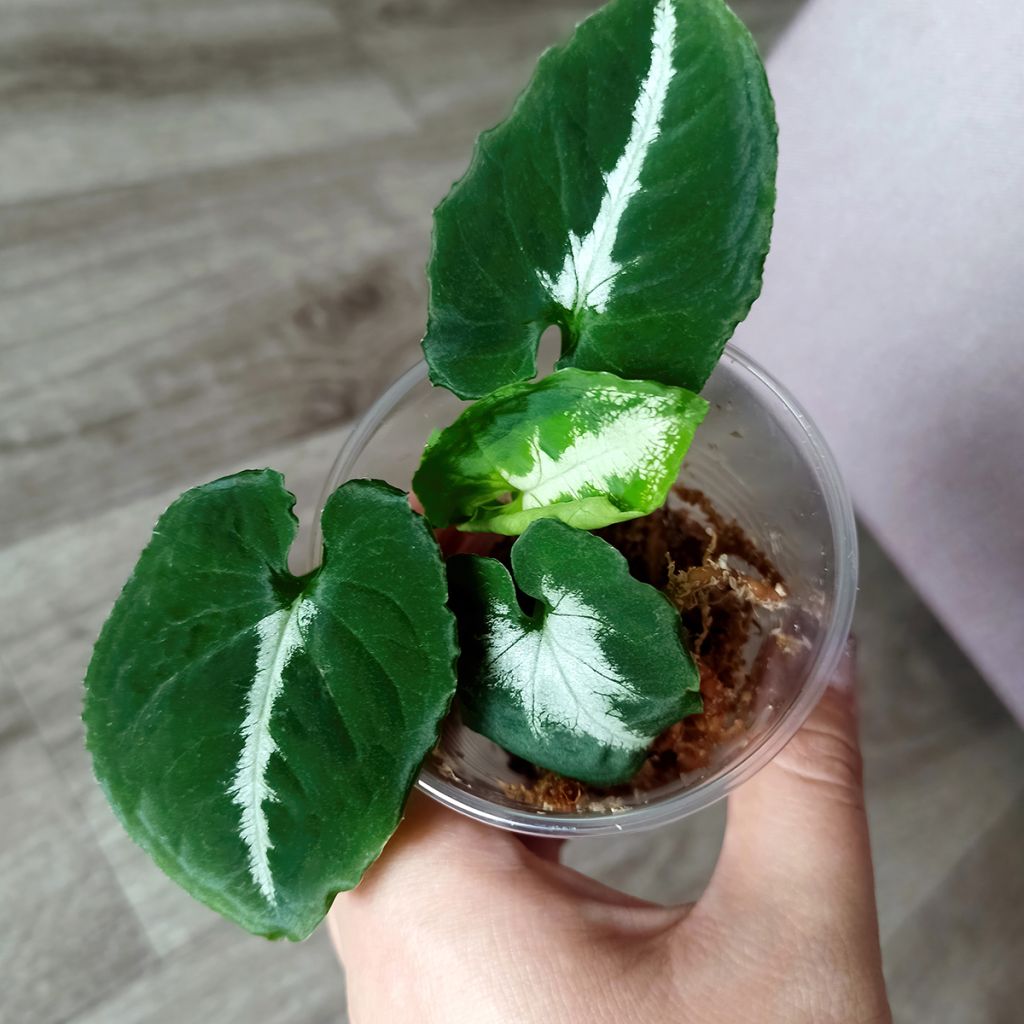 Syngonium wendlandii - Singonio
