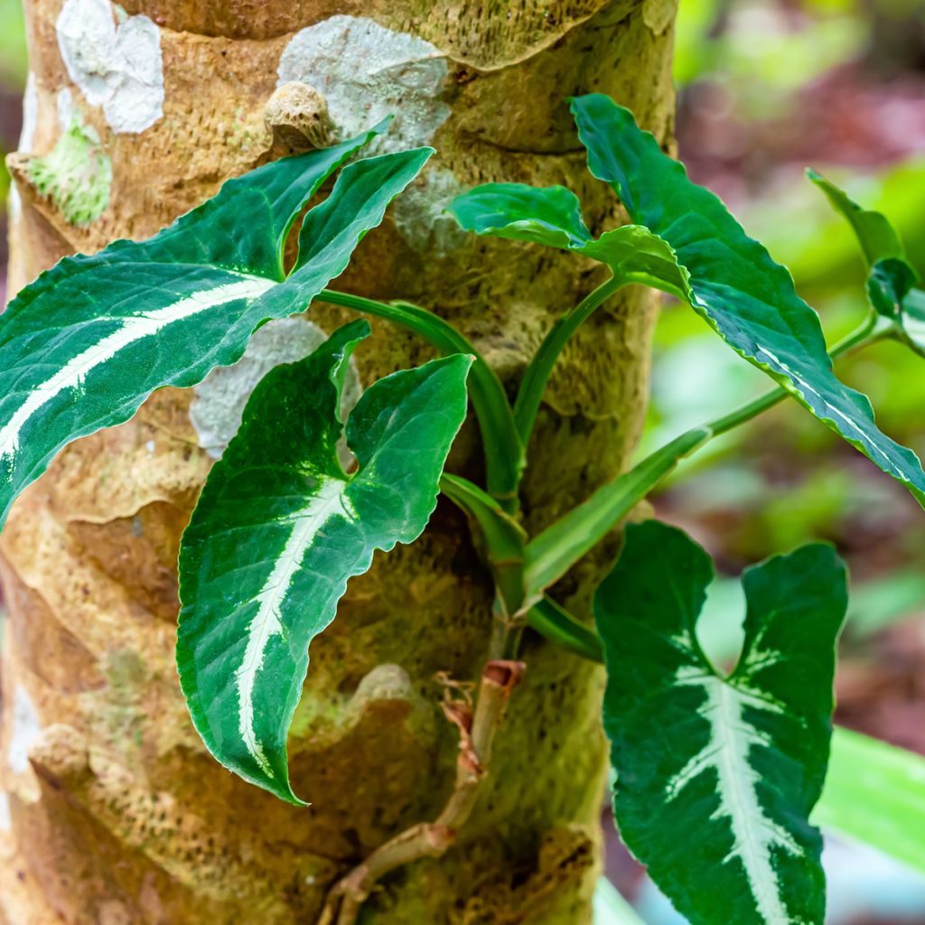 Syngonium wendlandii - Singonio