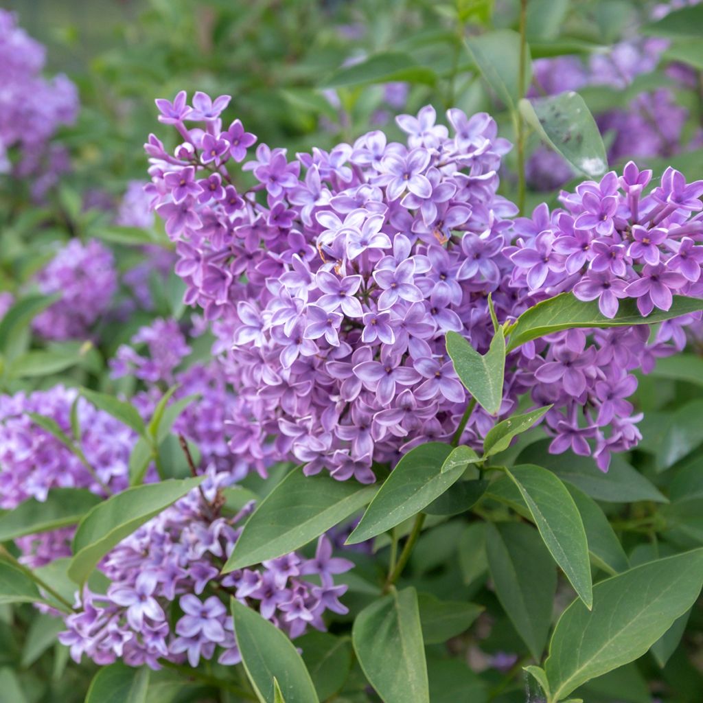 Lilo chino Saugeana - Syringa chinensis