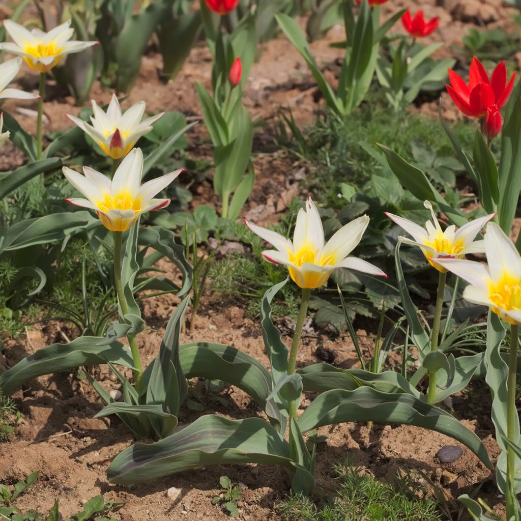 Tulipán Greigii White Fire