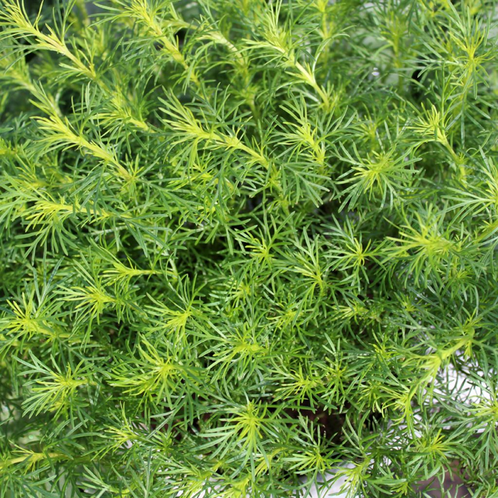 Tagète réglisse en plant - Tagetes filifolia