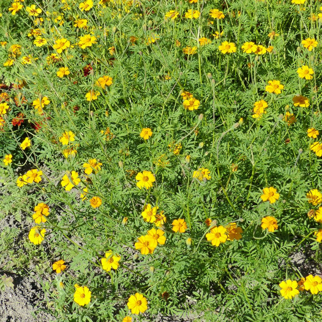Clavel de moro Nématode Control