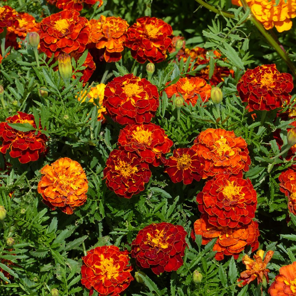 Tagete Rusty Red