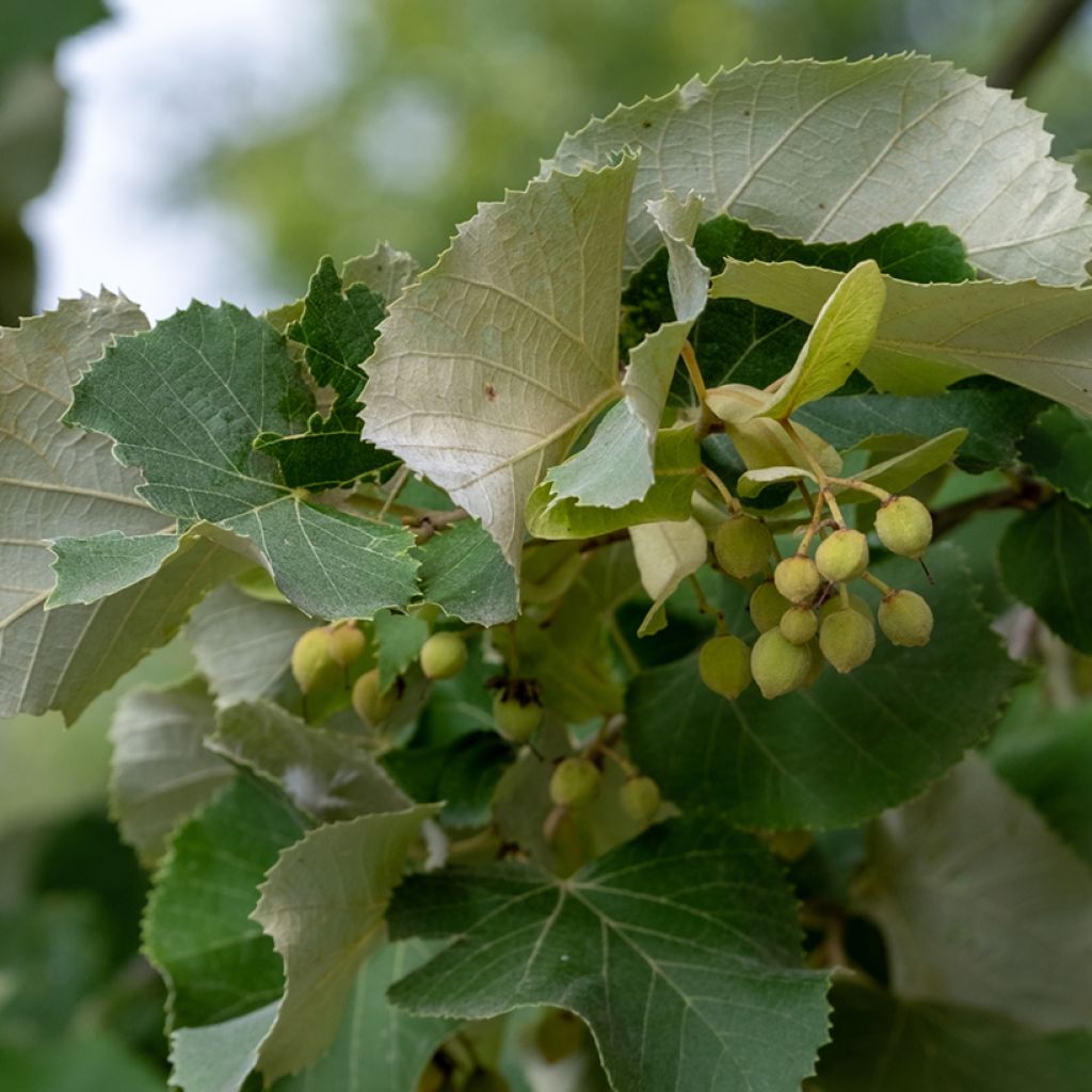 Tilleul argenté - Tilia tomentosa