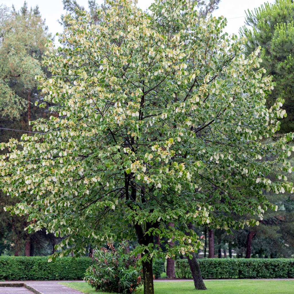 Tilleul argenté - Tilia tomentosa