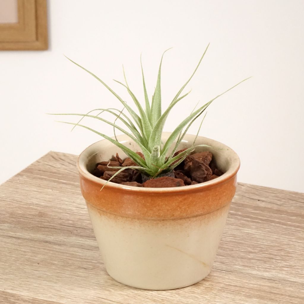 Tillandsia Samantha