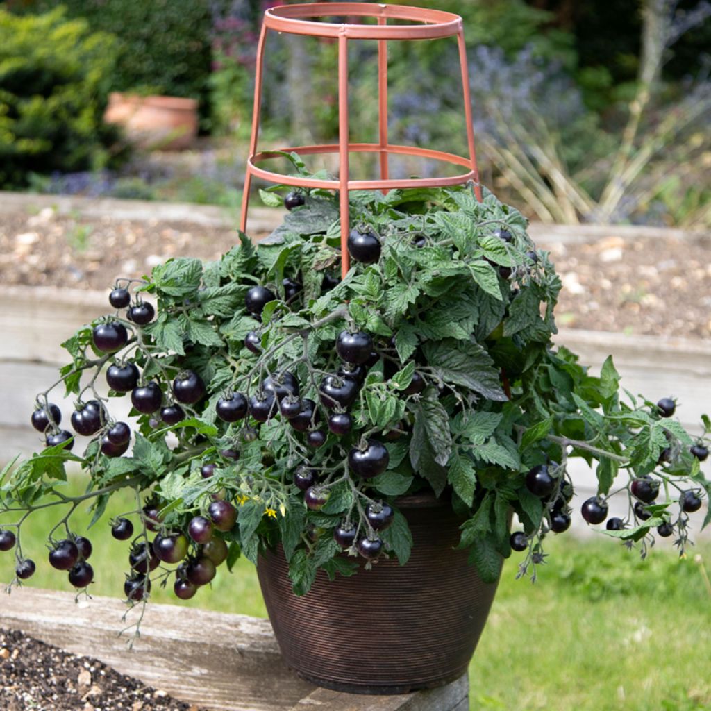 Solanum lycopersicum Akoya F1 - Pomme d'or, Pomme d'amour, Pomme du Pérou, Pêche de loup, Tomate Cerise, Tomate Cocktail