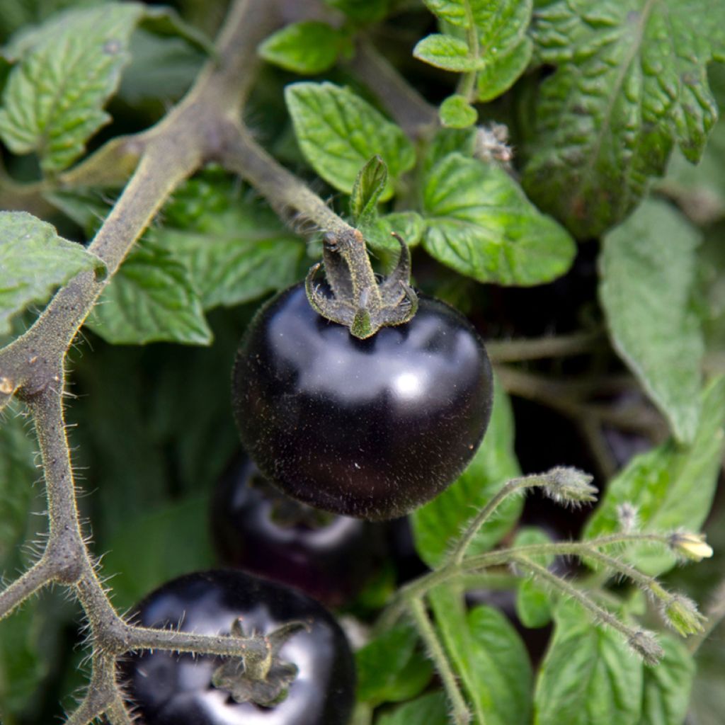 Solanum lycopersicum Akoya F1 - Pomme d'or, Pomme d'amour, Pomme du Pérou, Pêche de loup, Tomate Cerise, Tomate Cocktail