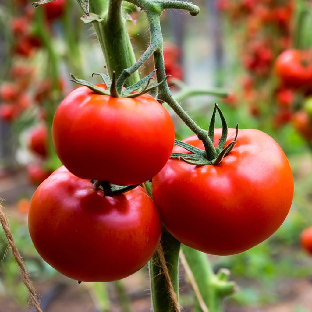Solanum lycopersicum Fournaise F1 - Tomate, Pomme d'amour